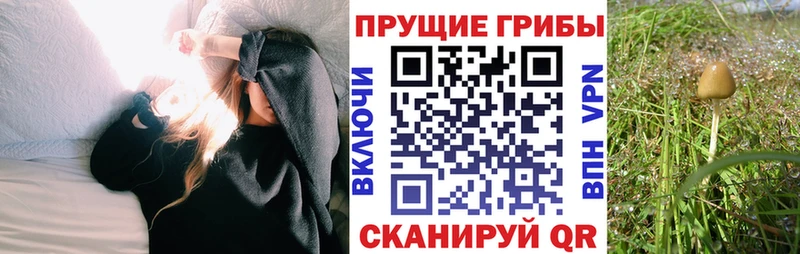 Галлюциногенные грибы GOLDEN TEACHER Дятьково